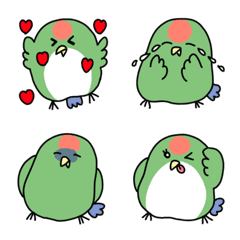 fin of rosy-faced lovebird