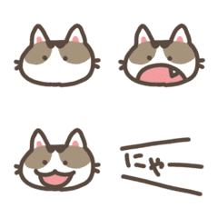 Cute Calico Cat