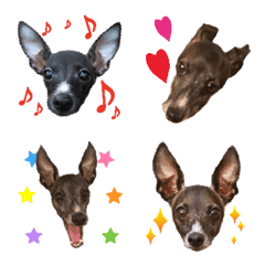 Italian greyhound pictograph