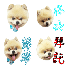 我的球球寶貝生活點滴