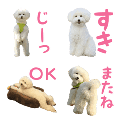 Cotton candy toy Poodle 3