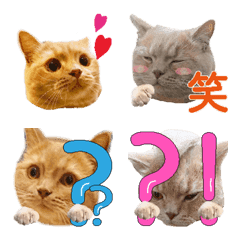 British Shorthair "Todamaru" Emoji