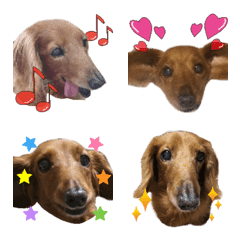 Miniature Dachshund MOMO Emoji