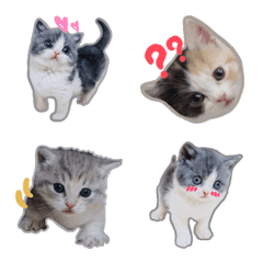 Real kitten Emoji