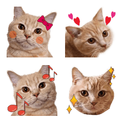 British Shorthair "Cinnamon" Emoji