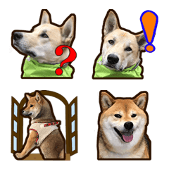  Emoji  mixed dog YATO & Shiba Inu KOTO