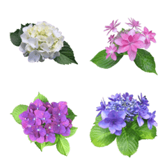 Colorful Hydrangea In June Line Emoji Line Store