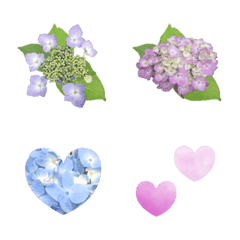 Hydrangea Emoji 3 Photo