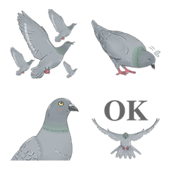 Pigeon Emoji