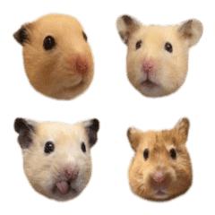 hamster life