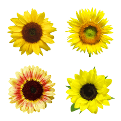 Flower Emoji Sunflower Line Emoji Line Store