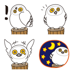snowy owl 