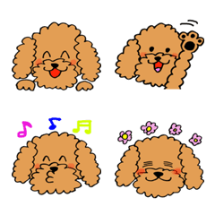 Cauliflower of the toy poodle