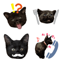 bulack kitten emoji