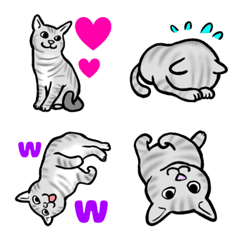 American Shorthair Cat Emoji