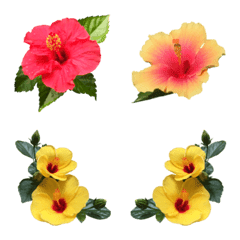 A tropical style? Plenty of hibiscus