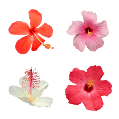ハワイのお花ハイビスカス絵文字2