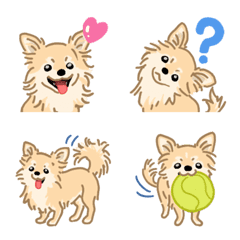 Chihuahua(dog)