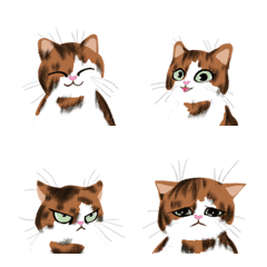 FUZZY BRAINED cat expressions