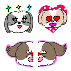  Cute Shih Tzu with various hair colors!
