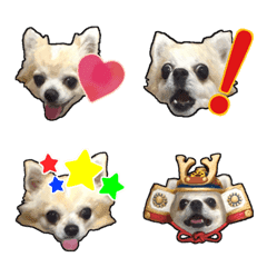 Komaru of a Chihuahua's Emoji