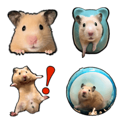Golden hamster Mugi's life