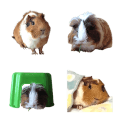 Guinea pig poo-boo emoji