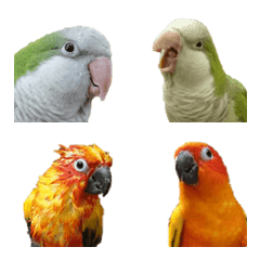 Happy parrots' emoji - Conures & Quaker