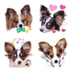 01papillon dog Emoji chero&yume