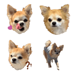 chihuahua, momiji