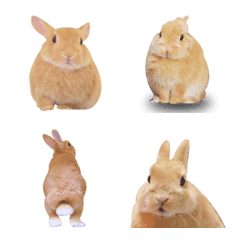 Photo!Usable rabbit Emoji.