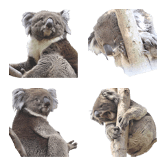Burke daddy koala emoji