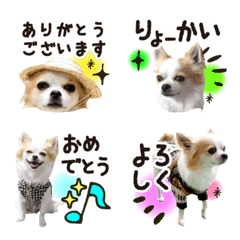 miruku emoji  Chihuahua