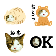 日本貓Tabi 日文emoji (japanese)