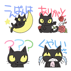 colorful black cat and one phrase