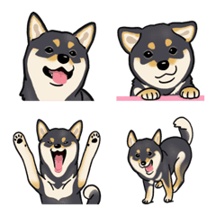 Shiba Inu(dog) - black