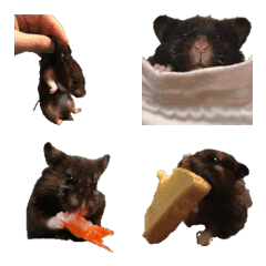 Hamster emoticons
