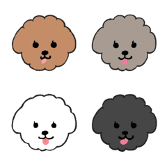 five colors of the fluffy toypoodle