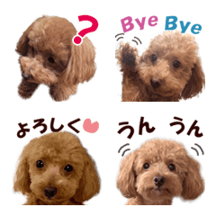 a real dog toy poodle moco emoji