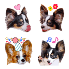 02papillon dog Emoji chero&yume