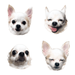 Tsundere Chihuahua Face Emoji