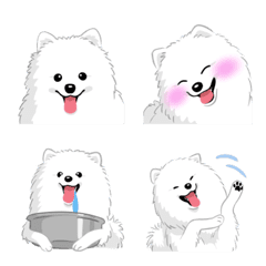 Pomeranian(dog)