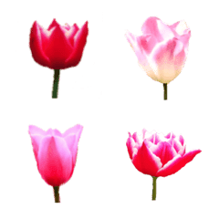 Tulip photo Emoji
