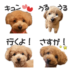 a real dog toy poodle moco emoji2