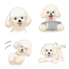 Toy poodle(dog)_cream