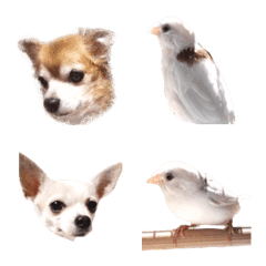 dog and bird Friends