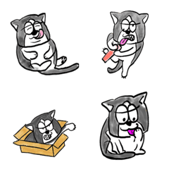 KIKUCHIYO cat