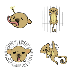 Kinkajou 