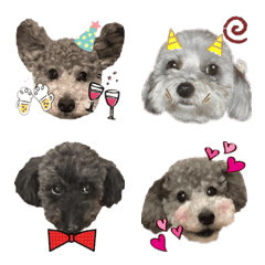 Toy poodle family2