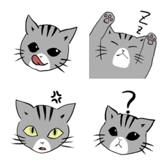 Various kittens
